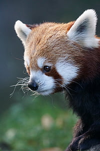 selective focus photo of red panda thumbnail
