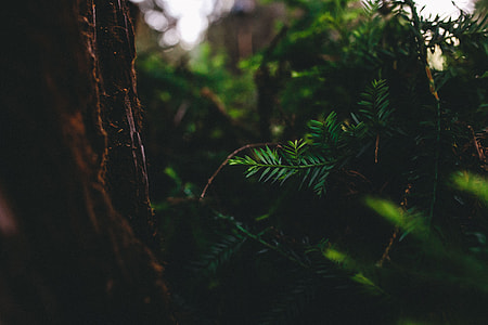 macro shot of green leafed tree during daytime thumbnail