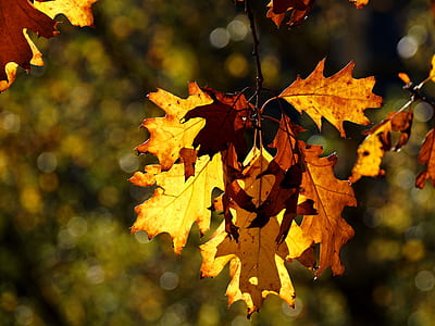 close up photo of yellow maple leave thumbnail