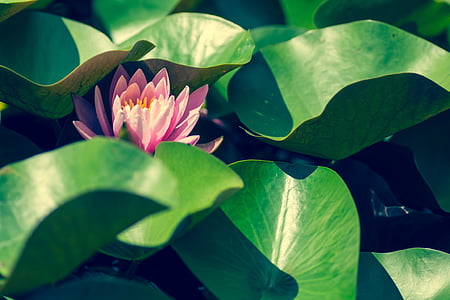 pink lotus flower thumbnail