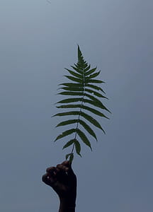 Person's Hand Holding Green Leaf Fern thumbnail