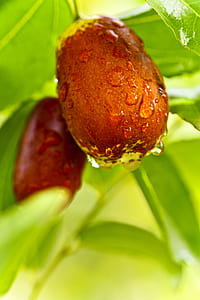 selective focus photography of two brown fruits thumbnail