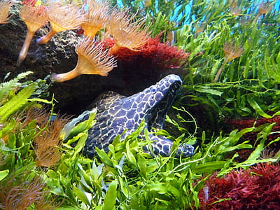assorted-color sea anemone underwater thumbnail