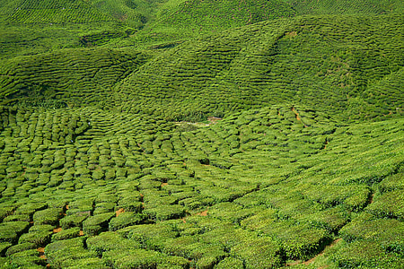 photo of green field thumbnail