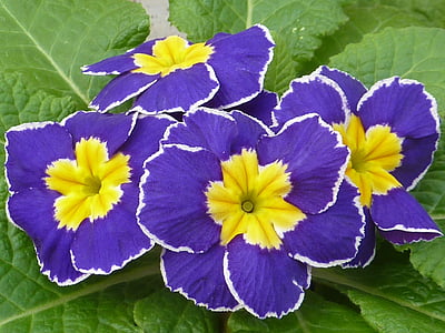 close up photography of purple primrose flowers thumbnail