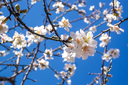 white flowers in tilt shift lens photography thumbnail