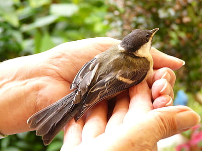 person holding brown bird thumbnail