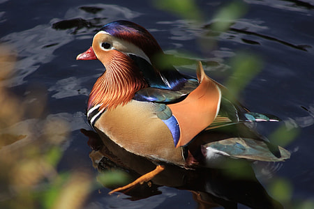 brown and red mallard duck on body of water thumbnail