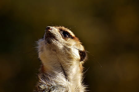 macro shot of brown meerkat thumbnail