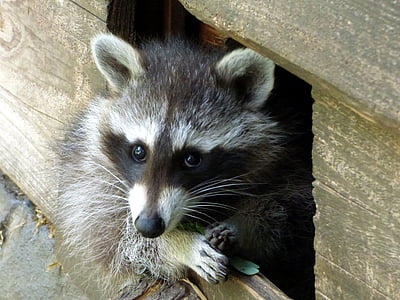 black and brown animal beside brown wall thumbnail