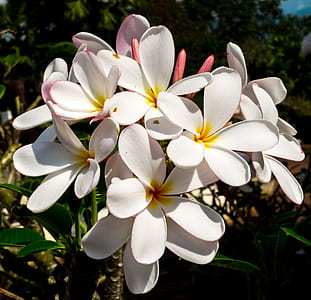 close-up photography of white plumerias thumbnail