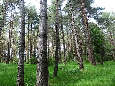 low-angle photography of tall green leafed trees under white clouds at daytime thumbnail