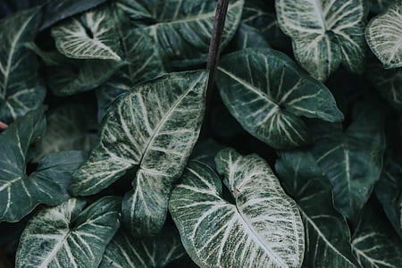 green leaves thumbnail