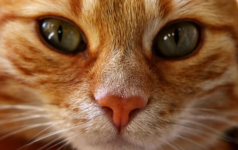 orange Tabby cat thumbnail