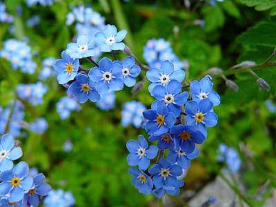 blue petaled flowers thumbnail