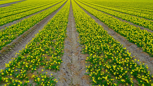 yellow flower field thumbnail