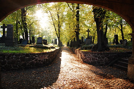 pathway between brown concrete wall and trees during daytime thumbnail
