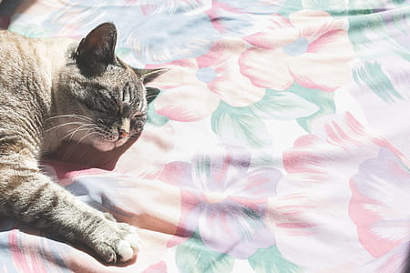 Grey Cat Lays In Sun Photo thumbnail