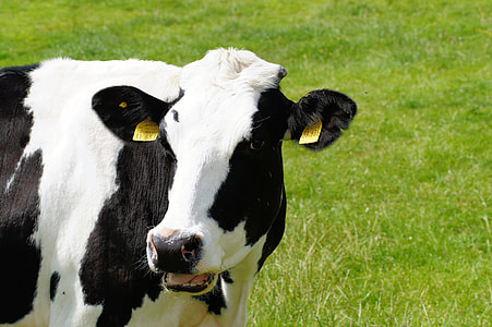white and black cow on green grass field thumbnail