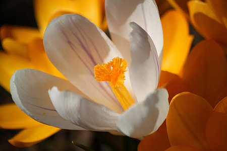 white 6-petaled flower thumbnail