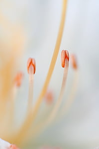 close up photo of pollen thumbnail