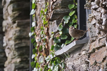Brown Bird on Window thumbnail