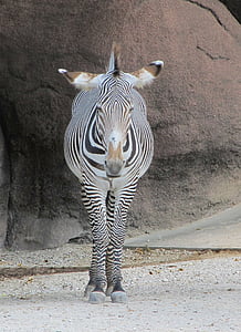 black and white zebra standing near brown rock thumbnail