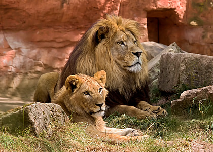 two lion siting on grass field thumbnail
