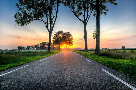 photo of gray concrete road between trees thumbnail