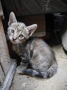 Black Tabby Cat Beside Brown Wooden Table thumbnail