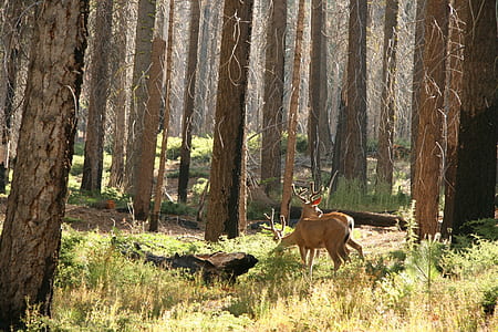 reindeer in forest during daytime thumbnail