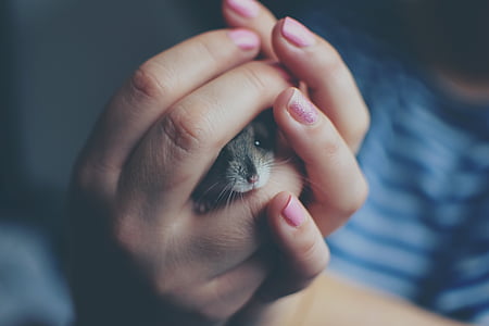 person holding rodent thumbnail