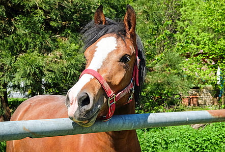 photo of brown and white horse at daytime thumbnail