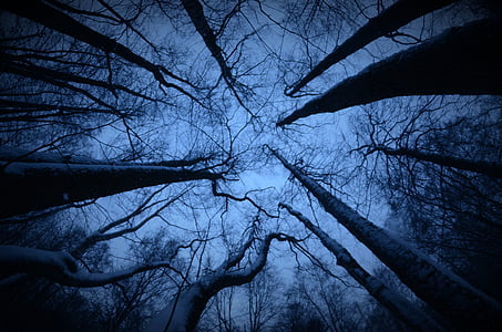 low angle photography of trees thumbnail