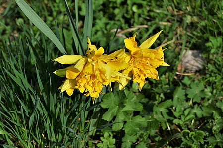 yellow daffodils in bloom at daytime thumbnail