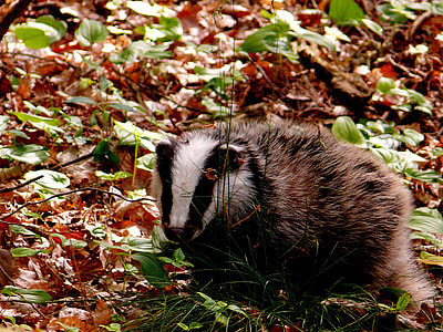 brown and white animal thumbnail