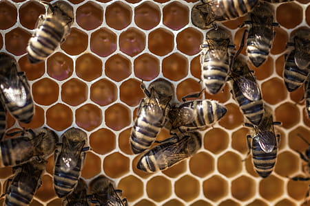 honeycomb, animals, pollen, insects thumbnail