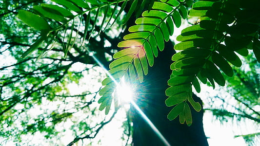 green-leafed tree thumbnail