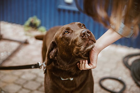 Chocolate Lab Dog Photo thumbnail