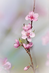 closeup photo pink cherry blossoms thumbnail