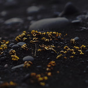 selective focus photography of yellow floers thumbnail