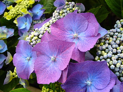 purple petaled flowers thumbnail