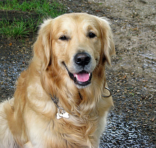 tan Golden Retriever thumbnail