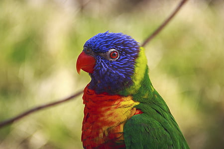 shallow focus photography of multicolored bird thumbnail
