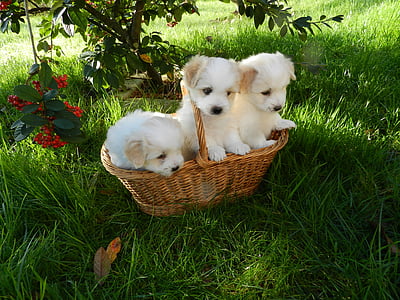three white puppies inside basket thumbnail