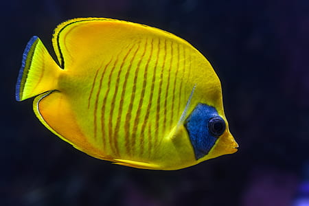 yellow fish thumbnail