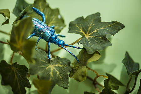 Teal Beetle On Green Leafed Plant thumbnail