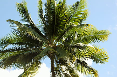 coconut tree thumbnail