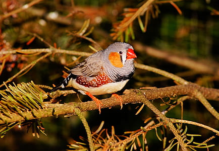 gray and brown zebra finch thumbnail