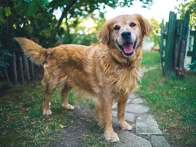 dark golden retriever on grass thumbnail